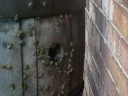 Bees in a Wine Cask Bees in a Wine Cask