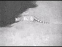 Large Spotted Genet at Nkorho Large Spotted Genet at Nkorho