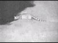 videos de Large Spotted Genet at Nkorho