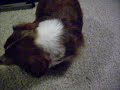 Jibbs the weenie dog Jibbs the weenie dog