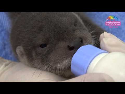 kindergarten - 想要知道更多有趣的動物新鮮事? 快來Taipei Zoo專頁追蹤+1吧!http://plus.google.com/+TaipeiZoo 或者加入臺北動物園粉絲團:http://www.facebook.com/TaipeiZoo.
