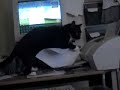 my-cat-ate-my-homeworkno-really.html
