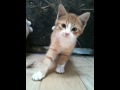 Kittens