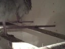 Jenny Grooming