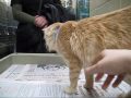 Violet the Playful - Adopted!