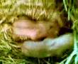 videos de Prímeros pasos de las crías