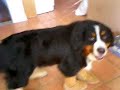 Bernese mountain dog in Uggs Bernese mountain dog in Uggs