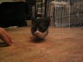 HEED the MINI MEW HEED the MINI MEW