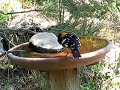 Black-headed Grosbeak, Pheucticus melanocephalus Black-headed Grosbeak, Pheucticus melanocephalus