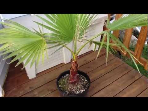 how to transplant mexican fan palm