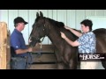 How to Take Your Horse's Vital Signs