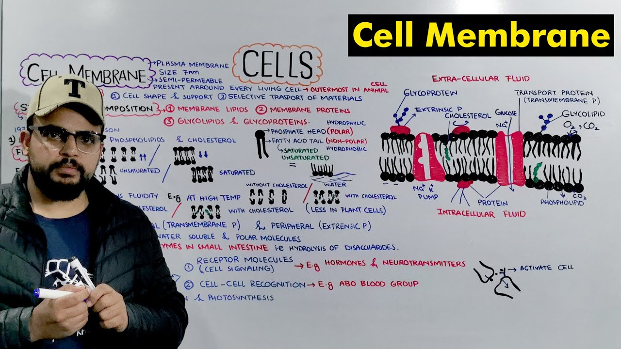 Cell membrane / Plasma Membrane Structure and Function (Detailed Lecture)