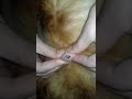 Popping cyst on dog
