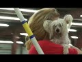 inspiring dog video   tribute to lisa   diva
