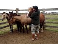cavalos rafael