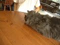 Cat scared by bird squaking