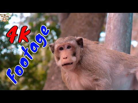 Những Cảnh Quay Đẹp Chất Lượng 4K Về Loài Khỉ Tập 29