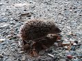 Piccoli ricci di campagna