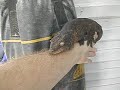 Gecko