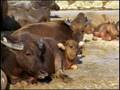 Pui O and water buffalo on Lantau Island, Hong Kong