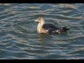 @LouisS Duck! http://yfrog.com/37cnicj // ~ Ducking http://bit.ly/5OmFvB <giggling> ...