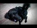 BLACKY AND POFFY HERMANAS (1).flv