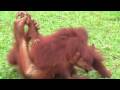 Soul Bossa Orangutan