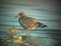 Antelope Island Shorebirds