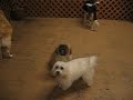 Samantha...the passive/aggressive humper...loves CoCo