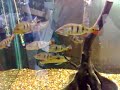 Peacock Bass Monoculus feeding frenzy. Peacock Bass Monoculus feeding frenzy.