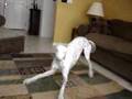 Greyhound - Specky goes surfing!