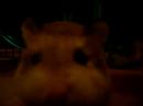 x my robo hammies biscuit and cookie x