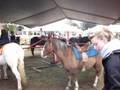 Jordan's Firt Pony Ride