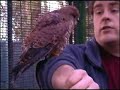 Rosie the kestrel