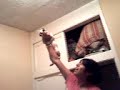 GATO ACROBATA