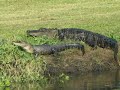 Alligators on Lake Jessup Alligators on Lake Jessup