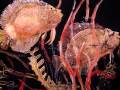 Coral reef Paintings