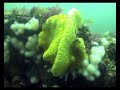 2006-06 ADC Cornwall, UK Scuba Diving