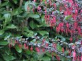 hummingbird video