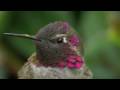 Hummingbird (HD)
