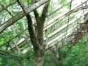 Winter Gardens Springburn Glasgow Winter Gardens Springburn Glasgow