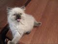 Bi-Polar Kitty....extended version