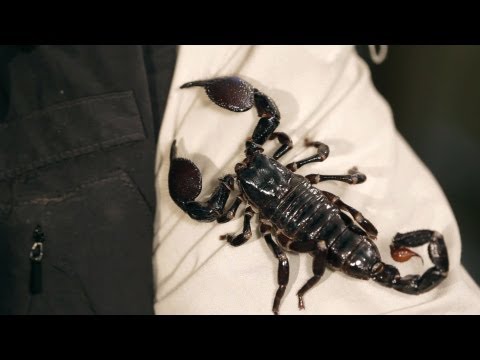 how to care for a emperor scorpion