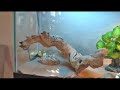 Short vid on our bearded dragon vivairum.