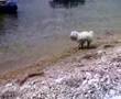 Bichón Boloñés video