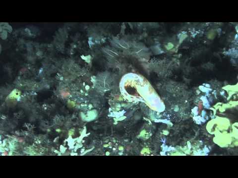 greenpeaceupdate - Take a look at this beautiful blotched snailfish we discovered in the Zhemchug Canyon, Bering Sea. You can learn more about the world's largest underwater ca...