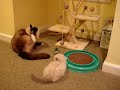 Caymus, Ragdoll Cat, with Trigg, Ragdoll Kitten