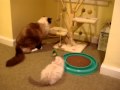 Caymus-Ragdoll-Cat-w