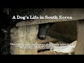 韓国の犬食文化 苦しめて殺すと美味しい