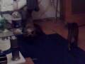 funny cat.pisica